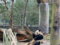 -都江堰中华大熊猫苑