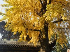 -长春观