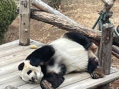 -大连森林动物园