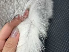 -唐小姐の猫狗洗护·购宠旗舰店(周浦万达店)