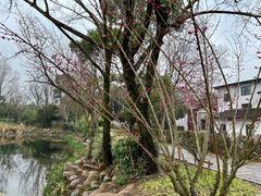 -西溪国家湿地公园