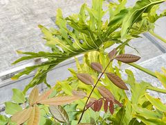 -深圳仙湖植物园