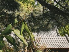 -北京西山国家森林公园