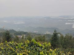 -铁山坪森林公园