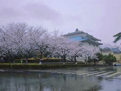 -武汉大学-樱园