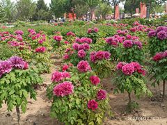 -曹州牡丹园