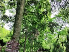 -青城山