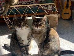 -喵屿·大理花园猫咖