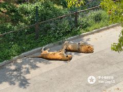 -大连森林动物园