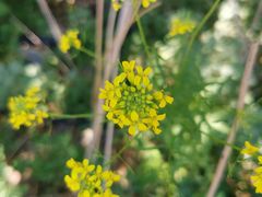 -新疆天山野生动物园
