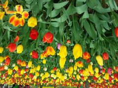 android_upload_pic-洛阳郁金香牡丹园