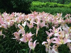 iphone_upload_pic-蠡湖中央公园