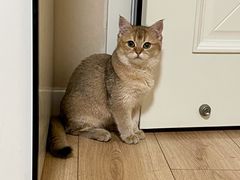 -猫大福·Fortune Cat猫舍(百子湾店)