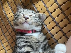 -爱诺耐芙动物医院(万博店)