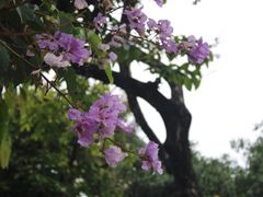 -荔湾湖公园