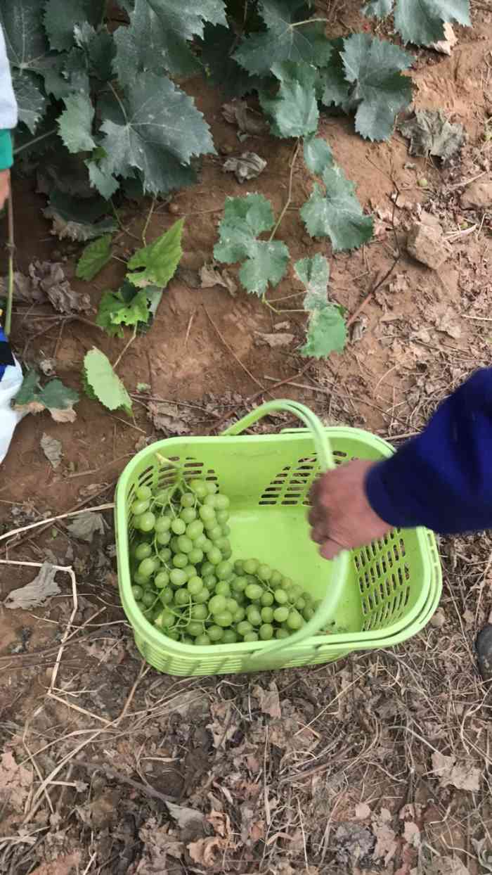 九百禾葡萄采摘园"十一的时候去的,当时可以采摘的葡萄品种剩.