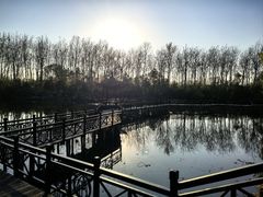 -合肥滨湖国家森林公园