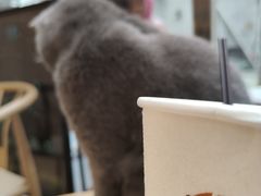 -猫咪派对(江南西店)