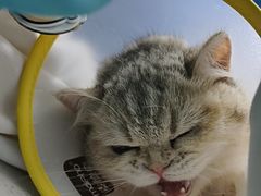 -联合动物医院(光谷诊疗中心)