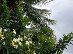 -深圳湾公园(南山区)