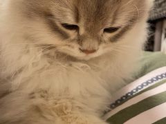 -老吴的猫·猫舍(新区店)