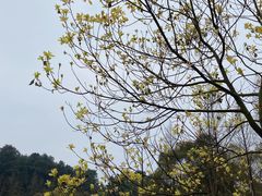 -铁山坪森林公园