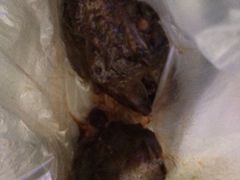 iphone_upload_pic-青石桥老瓦房肥肠粉总店(青石桥总店)