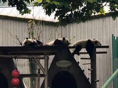 -安仁古镇