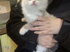 -欣宠猫屋·矮脚拿破仑·蓝金金渐层