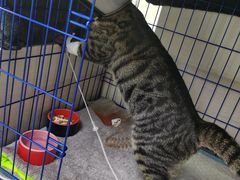 -喜多萌中农锦绣动物医院24H·猫科·牙科MRI·CT