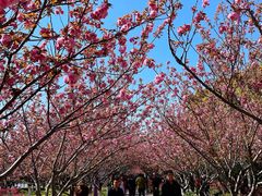-高东镇樱花园