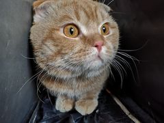 -喵百万·布偶·蓝金金渐层英短·猫舍(百子湾店)
