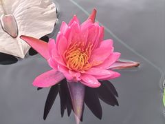 -上海辰山植物园