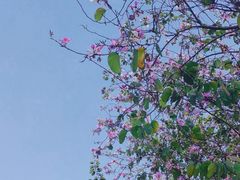 -火炉山森林公园