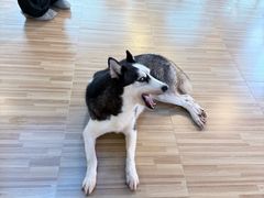 -喵小馆·猫咖狗咖猪咖·饮品店