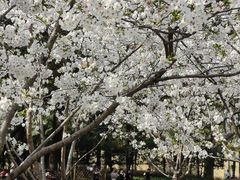 -徐家汇源景区-衡山公园