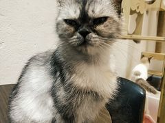 -猫色咖啡·猫咖
