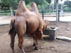 -长白岛森林公园