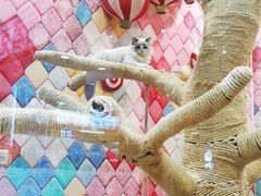 -袖虎·猫馆(体育西路店)