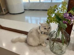 -共舞时光猫咖·狗咖(新街口店)