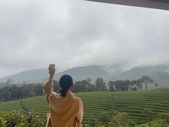 -白茶原·一片叶子