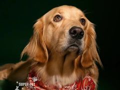 -超宠爱宠物摄影-Super pet