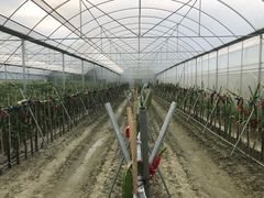 -洪湖家庭农场·团建·露营·会议