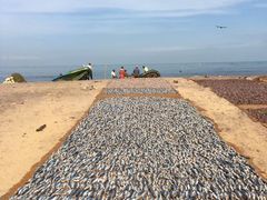 -尼甘布海鲜市场