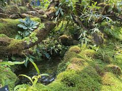 -深圳仙湖植物园