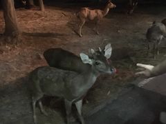 -清迈夜间动物园