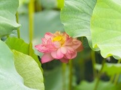 -陈家山荷花公园