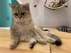 -飞行喵MR PILOT|猫舍·猫咖(静安大融城店)