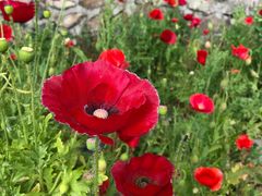 -白草畔自然风景区