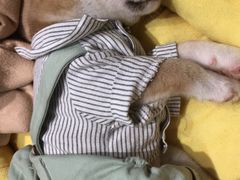 -逗柴咖啡屋·狗咖猫咖宠物桌游